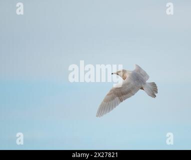 Il gull di Kumlien. (Larus glaucoides kumlieni) 1cy. Volo Foto Stock