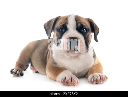 Cucciolo di american bully davanti a uno sfondo bianco Foto Stock