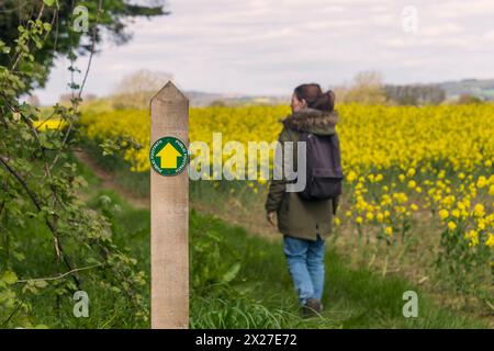 Cartello per il sentiero pubblico su un palo di legno. Donna con uno zaino che passa accanto, campo giallo. Foto Stock