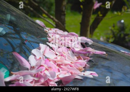 Petali di fiori di magnolia rosa sul cofano di un'auto. Foto Stock