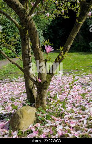 Albero di Magnolia con fiori rosa nel giardino in primavera. Foto Stock