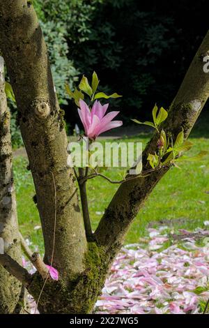 Albero di Magnolia con fiori rosa nel giardino in primavera. Foto Stock