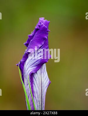 L'Oregon Iris sta per svolgersi; Mount Pisgah Arboretum, Willamette Valley, Oregon. Foto Stock