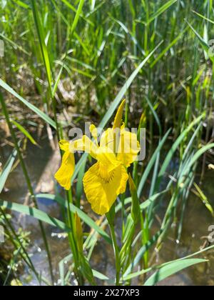 Gelbe Sumpf-Schwertlilie Iris pseudacorus wächst am Rande eines Teiches Foto Stock