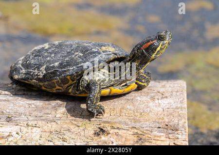 Foto orizzontale ravvicinata del cursore con le orecchie rosse mentre si crogiola al sole su un laghetto di tronchi. Foto Stock