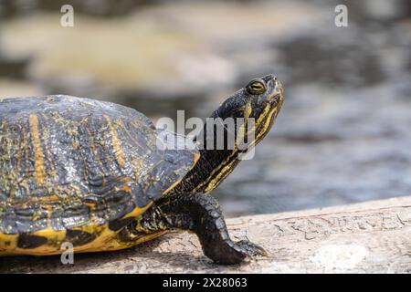 Foto orizzontale ravvicinata di Slider con pancia gialla mentre si crogiola al sole su un laghetto di legno. Foto Stock