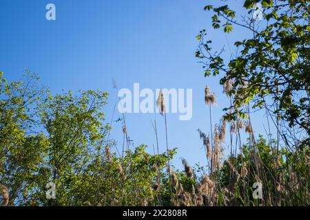 Happy Earth Day, guarire il pianeta Terra, Delta del Llobregat a Barcellona, Spagna, sostenibilità, conservazione dell'ambiente, protezione della biodiversità Foto Stock