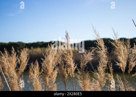 Happy Earth Day, guarire il pianeta Terra, Delta del Llobregat a Barcellona, Spagna, sostenibilità, conservazione dell'ambiente, protezione della biodiversità Foto Stock