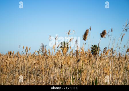 Happy Earth Day, guarire il pianeta Terra, Delta del Llobregat a Barcellona, Spagna, sostenibilità, conservazione dell'ambiente, protezione della biodiversità Foto Stock