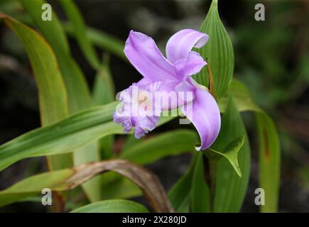 Orchidea, Sobralia decora, Orchidaceae. Parco nazionale del vulcano Arenal, Costa Rica. Foto Stock