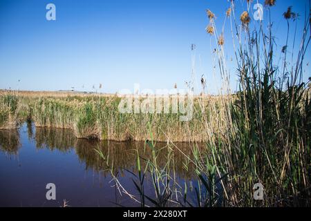 Happy Earth Day, guarire il pianeta Terra, Delta del Llobregat a Barcellona, Spagna, sostenibilità, conservazione dell'ambiente, protezione della biodiversità Foto Stock