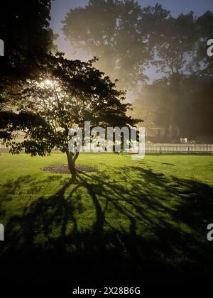Il semaforo proietta l'ombra sul prato attraverso un albero Foto Stock