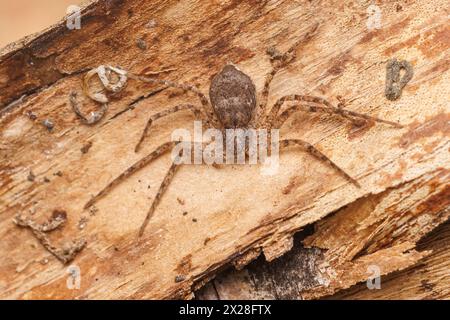 Ragno filodromide (Philodromus vulgaris) Foto Stock