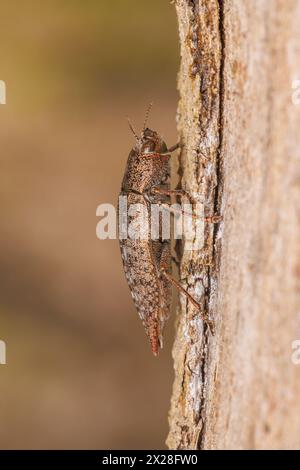 Una falda falda di legno (Dicerca divaricata) esplora il lato di un albero. Foto Stock