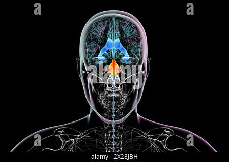 Ingrandimento del quarto ventricolo cerebrale, illustrazione Foto Stock