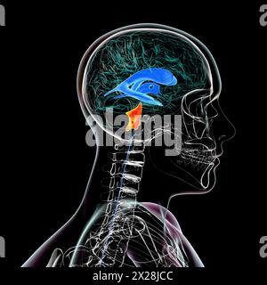 Ingrandimento del quarto ventricolo cerebrale, illustrazione Foto Stock