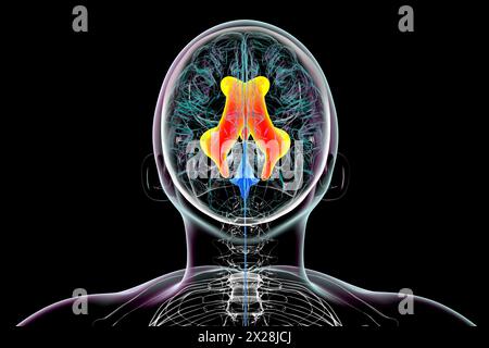 Ventricoli laterali e del terzo cervello ingranditi, illustrazione Foto Stock