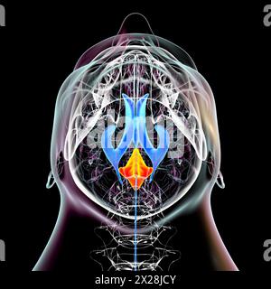 Ingrandimento del quarto ventricolo cerebrale, illustrazione Foto Stock