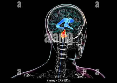 Ingrandimento del quarto ventricolo cerebrale, illustrazione Foto Stock