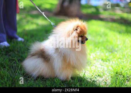 Il cane tedesco Spitz Klein è seduto nell'erba al guinzaglio Foto Stock