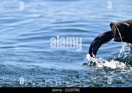 Leone marino della California che divora pesci enormi Foto Stock