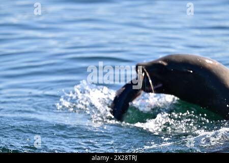 Leone marino della California che divora pesci enormi Foto Stock