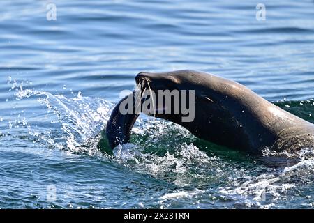 Leone marino della California che divora pesci enormi Foto Stock