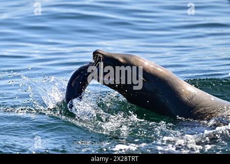 Leone marino della California che divora pesci enormi Foto Stock