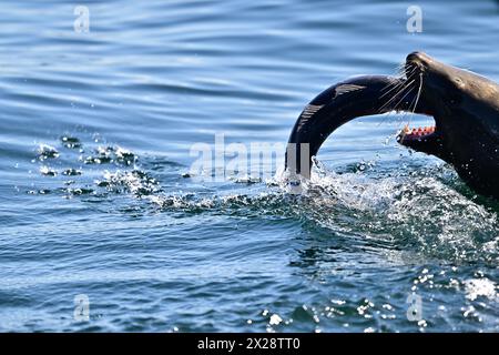 Leone marino della California che divora pesci enormi Foto Stock