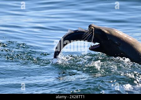 Leone marino della California che divora pesci enormi Foto Stock