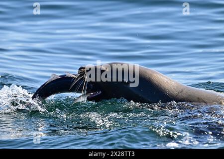 Leone marino della California che divora pesci enormi Foto Stock