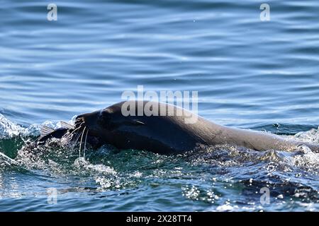 Leone marino della California che divora pesci enormi Foto Stock