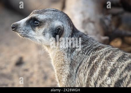 Meerkat dalla coda sottile (Suricata suricatta) nell'area espositiva African Savanna allo Zoo Atlanta vicino al centro di Atlanta, Georgia. (USA) Foto Stock