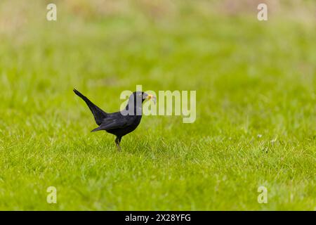 Turdus merula, uomo adulto in piedi sull'erba con cibo per i pulcini in becco, Suffolk, Inghilterra, aprile Foto Stock