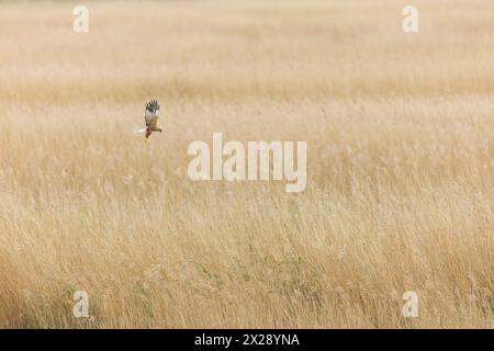 Marsh harrier Circus aeruginosus, adulto maschio che vola sopra il letto reedbed, RSPB Minsmere Reserve, Suffolk, Inghilterra, aprile Foto Stock