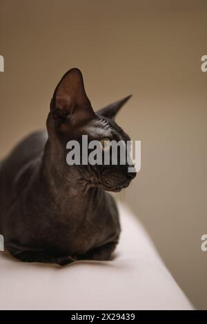 gatto della sfinge grazioso Foto Stock