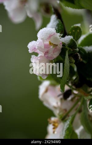 21 aprile 2024, Baviera, Wüstenwelsberg: Cristalli di ghiaccio giacciono sui fiori e sulle foglie di un melo. Il tempo rimane variabile. I coltivatori di frutta temono per il loro raccolto a causa del rinnovato freddo. Foto: Pia Bayer/dpa Foto Stock