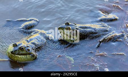 Due maschi adulti Bullfrog americani che corrompono e combattono per il territorio. Ed Levin County Park, Santa Clara County, California. Foto Stock