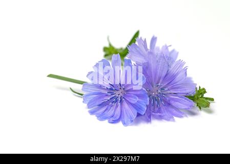 Fiori della cicoria, Cichorium intybus, davanti a uno sfondo bianco Foto Stock