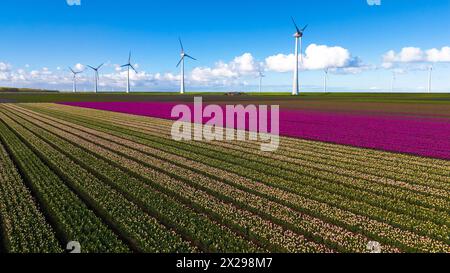 Una pittoresca scena di un campo vibrante pieno di fiori colorati, con eleganti turbine a vento che girano in lontananza contro un cielo azzurro. Foto Stock