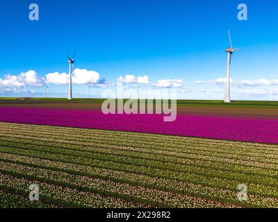 Una pittoresca scena di un vasto campo adornato da fiori colorati, con maestosi mulini a vento che girano in lontananza, ambientato contro un cielo azzurro cristallino nei Paesi Bassi Noordoostpolder Foto Stock