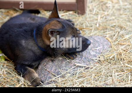 Bellissimi cuccioli di pastore tedesco che suonano nella loro corsa in un pomeriggio di primavera soleggiato a Skaraborg in Svezia Foto Stock