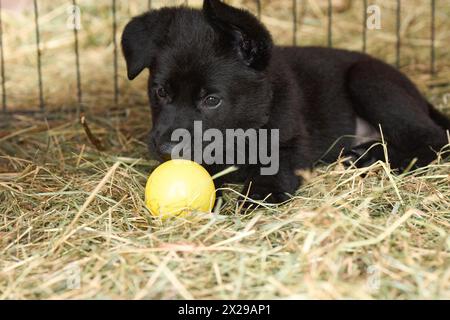 Bellissimi cuccioli di pastore tedesco che suonano nella loro corsa in un pomeriggio di primavera soleggiato a Skaraborg in Svezia Foto Stock