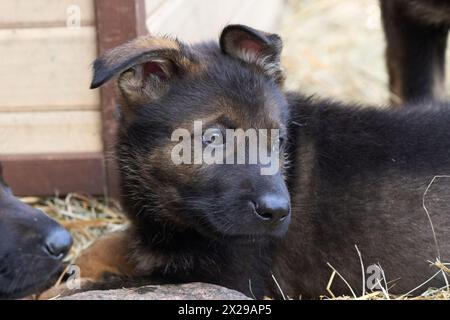 Bellissimi cuccioli di pastore tedesco che suonano nella loro corsa in un pomeriggio di primavera soleggiato a Skaraborg in Svezia Foto Stock