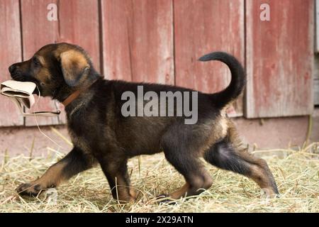 Bellissimi cuccioli di pastore tedesco che suonano nella loro corsa in un pomeriggio di primavera soleggiato a Skaraborg in Svezia Foto Stock