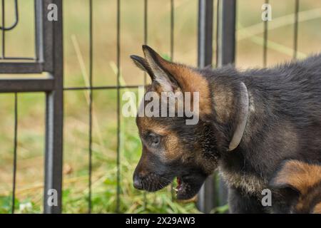 Bellissimi cuccioli di pastore tedesco che suonano nella loro corsa in un pomeriggio di primavera soleggiato a Skaraborg in Svezia Foto Stock