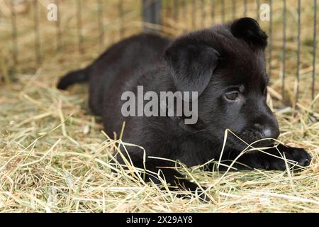 Bellissimi cuccioli di pastore tedesco che suonano nella loro corsa in un pomeriggio di primavera soleggiato a Skaraborg in Svezia Foto Stock