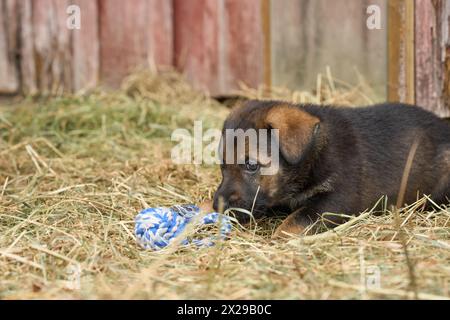 Bellissimi cuccioli di pastore tedesco che suonano nella loro corsa in un pomeriggio di primavera soleggiato a Skaraborg in Svezia Foto Stock