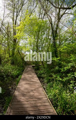 Percorso attraverso Stenner Woods accanto al giardino botanico Fletcher Moss a Didsbury, nella zona sud di Manchester. Foto Stock