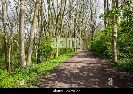 Percorso attraverso i boschi vicino al giardino botanico Fletcher Moss a Didsbury, nella zona sud di Manchester, in un giorno di primavera soleggiato. Foto Stock